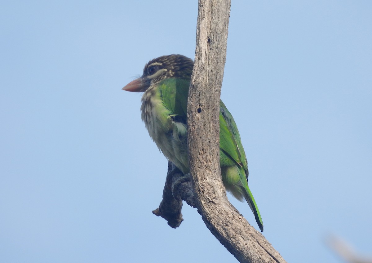 White-cheeked Barbet - ML644354760