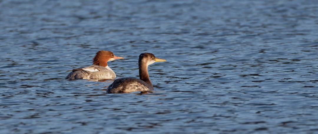 Red-necked Grebe - ML644354773
