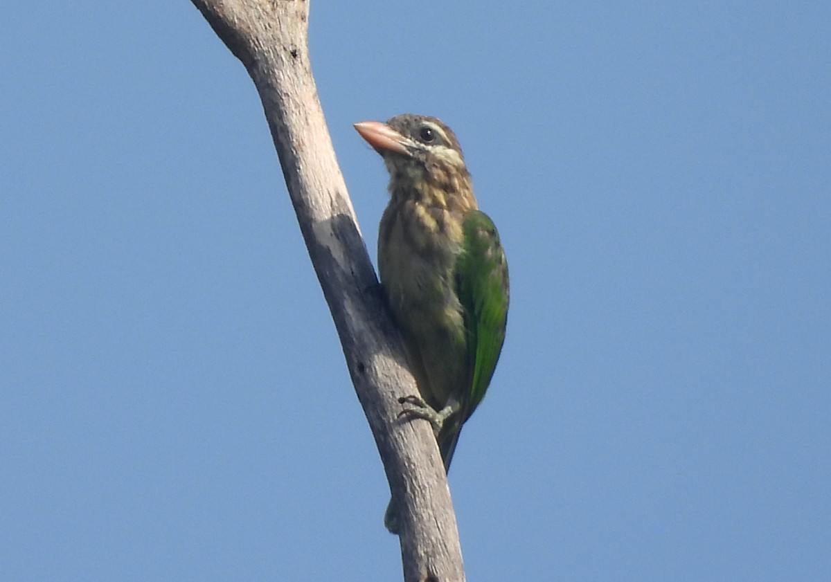 White-cheeked Barbet - ML644354774