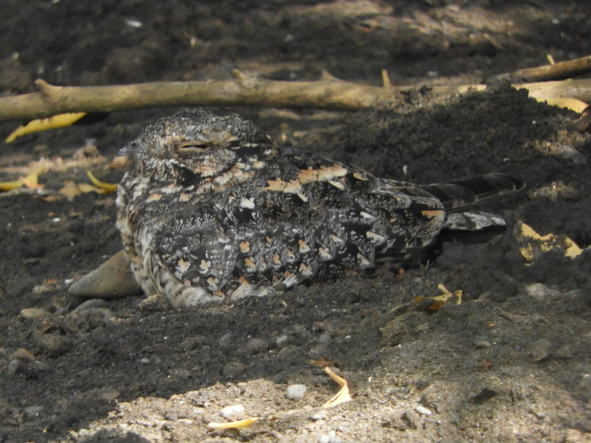 Savanna Nightjar (Sunda) - ML644354775