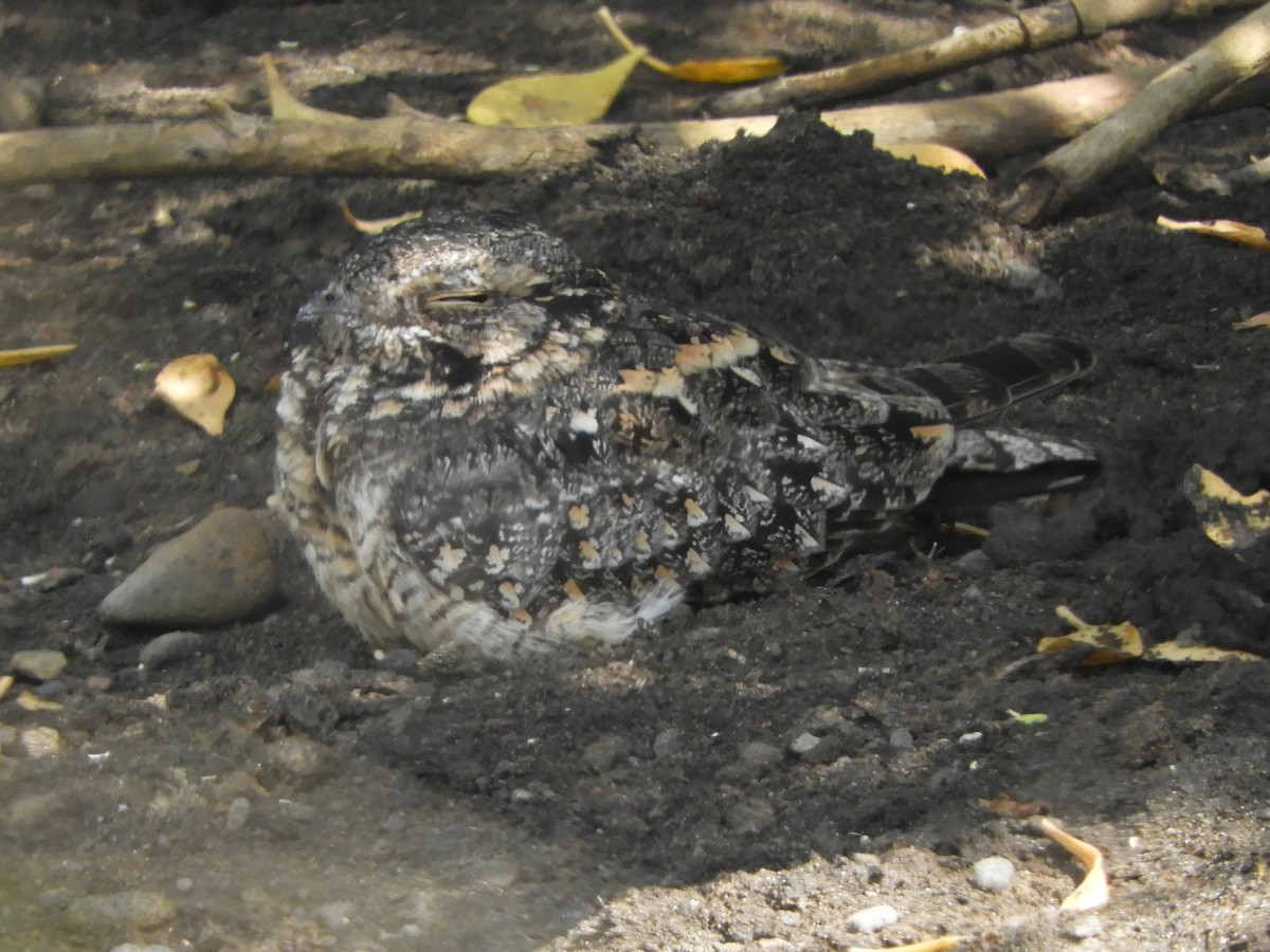 Savanna Nightjar (Sunda) - ML644354776