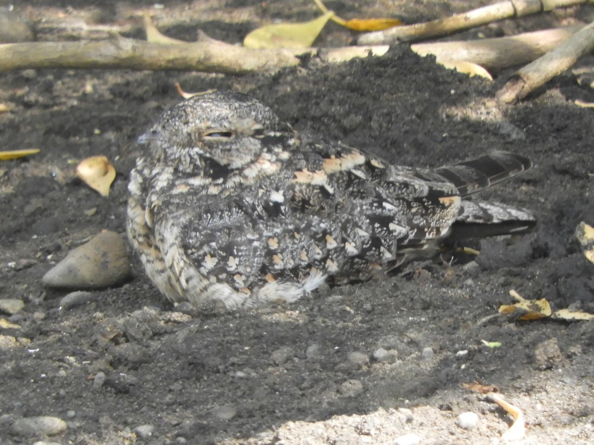 Savanna Nightjar (Sunda) - ML644354777