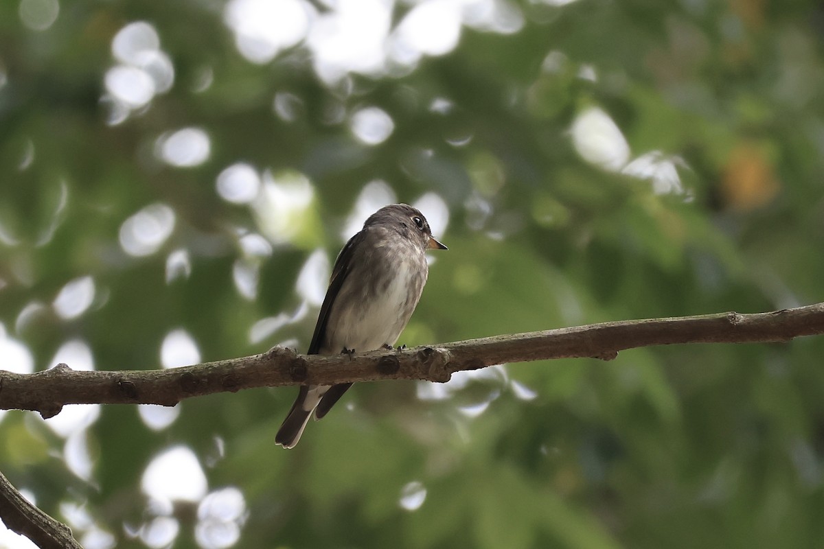 gråflankefluesnapper - ML644354778