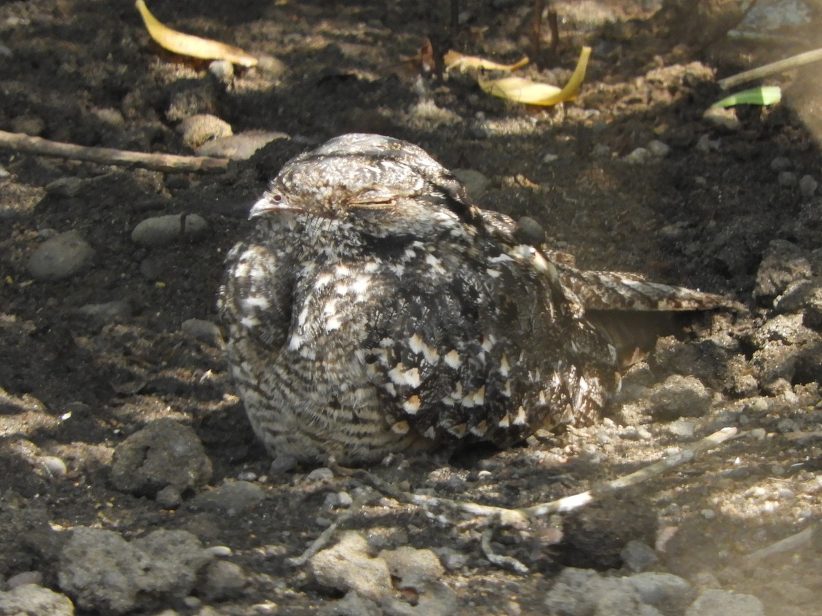 Savanna Nightjar (Sunda) - ML644354779