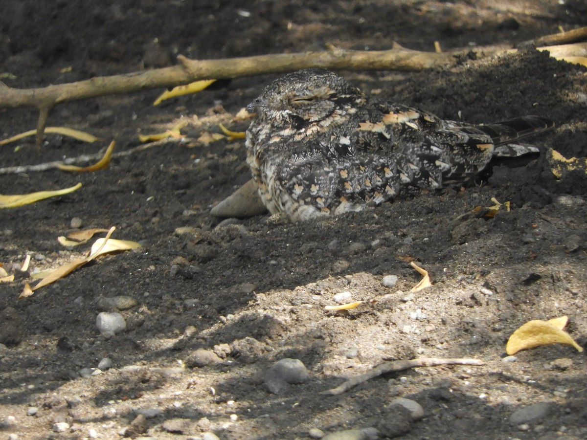 Savanna Nightjar (Sunda) - ML644354780