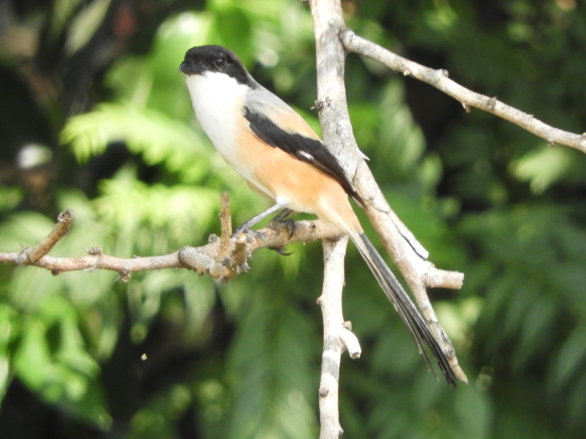 Long-tailed Shrike (bentet) - ML644354787