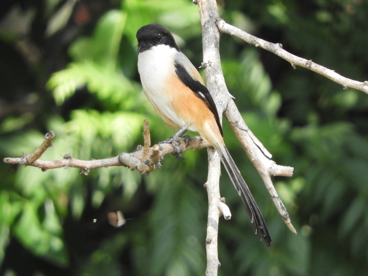 Long-tailed Shrike (bentet) - ML644354788