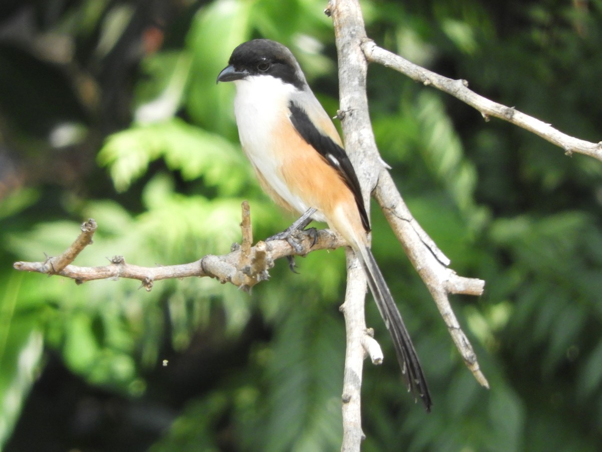 Long-tailed Shrike (bentet) - ML644354789