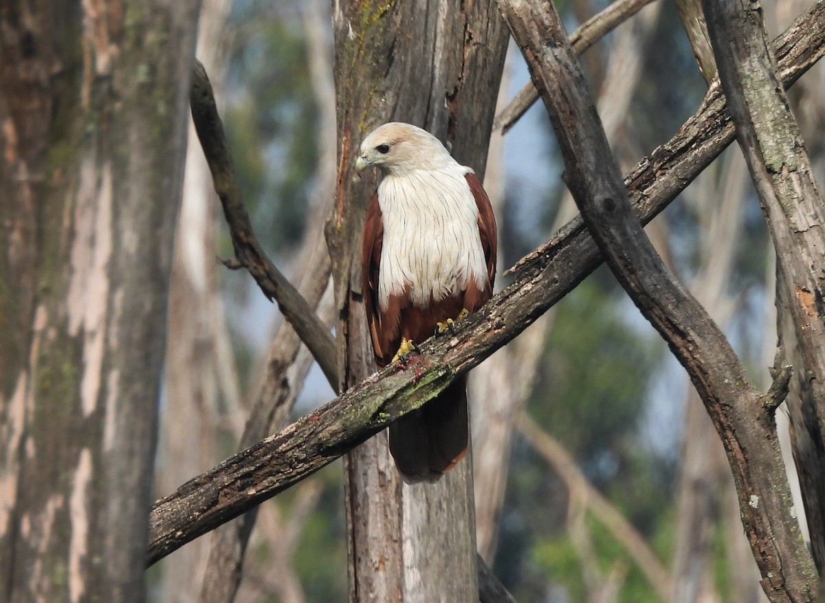 Brahminy Kite - ML644354794