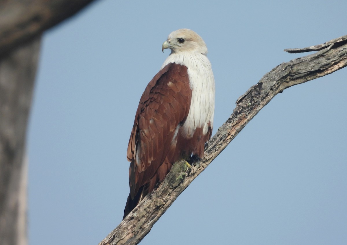 Brahminy Kite - ML644354795