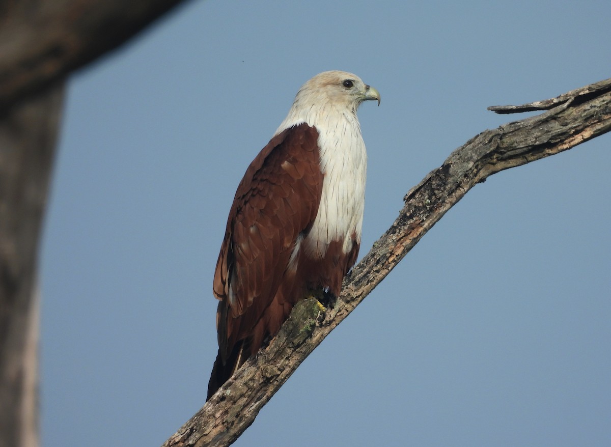 Brahminy Kite - ML644354796