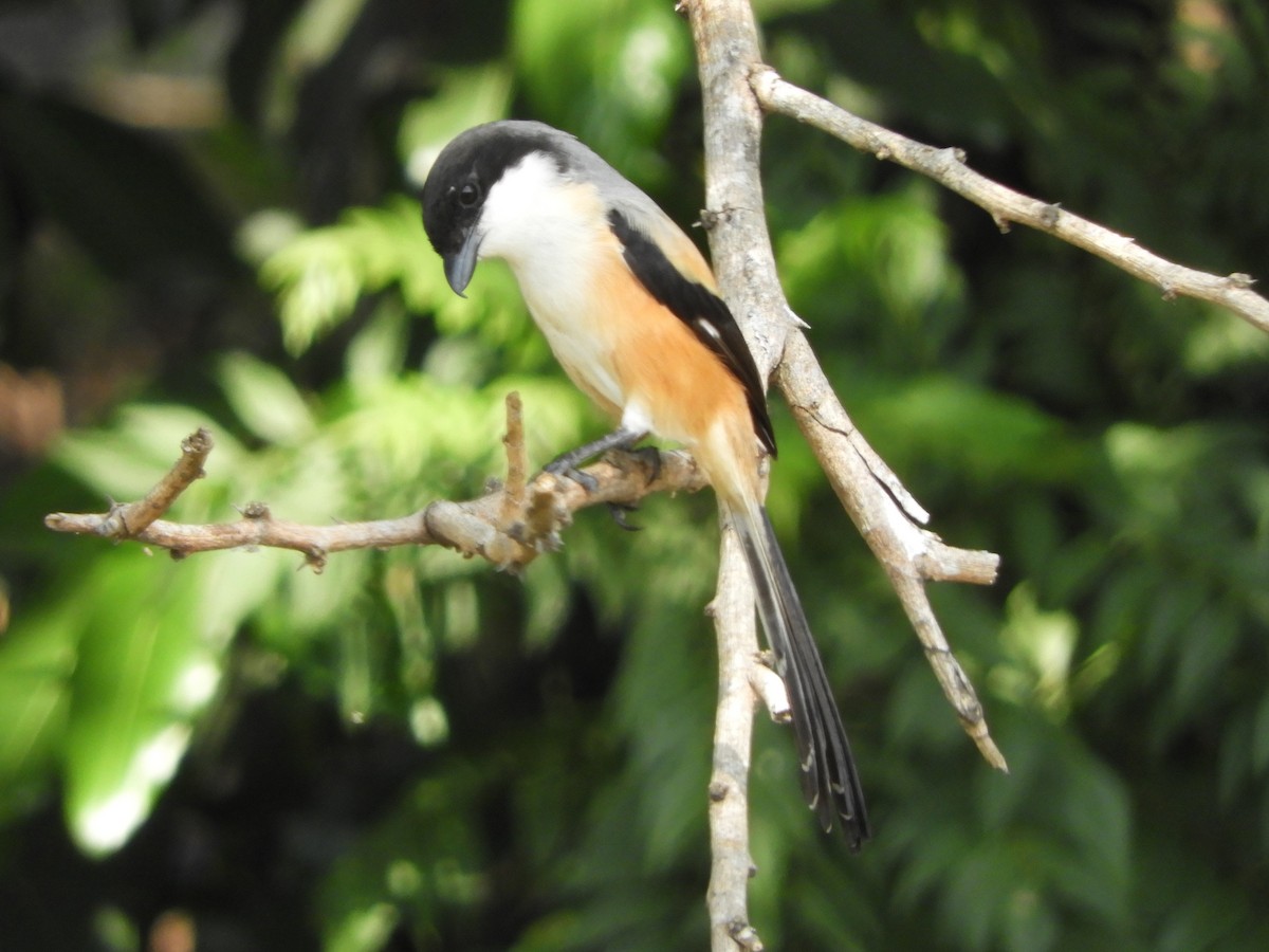 Long-tailed Shrike (bentet) - ML644354804
