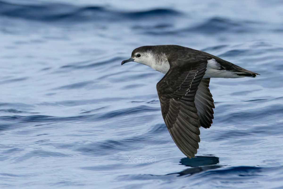 Barolo Shearwater - ML644354808