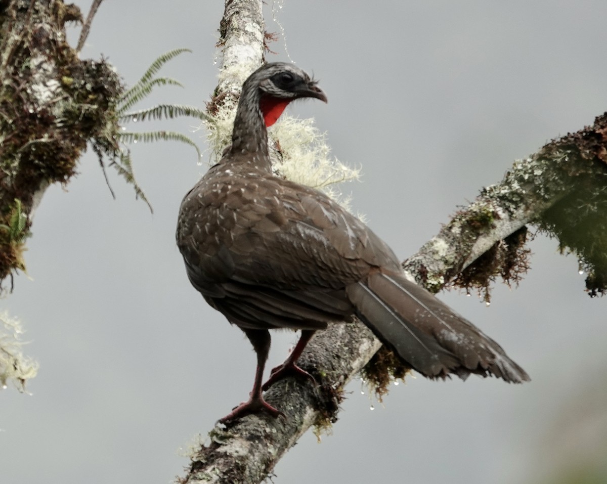 andeshokko - ML644354809