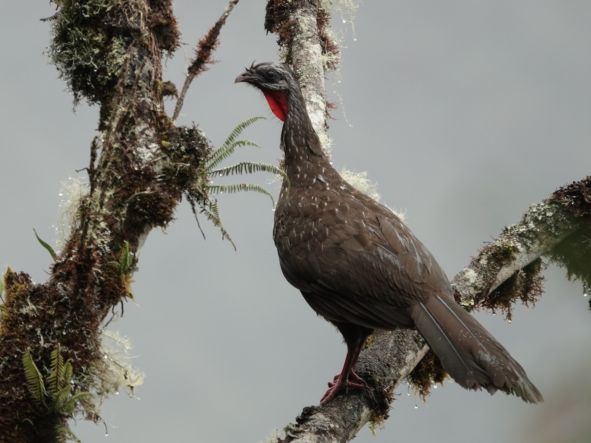 andeshokko - ML644354810