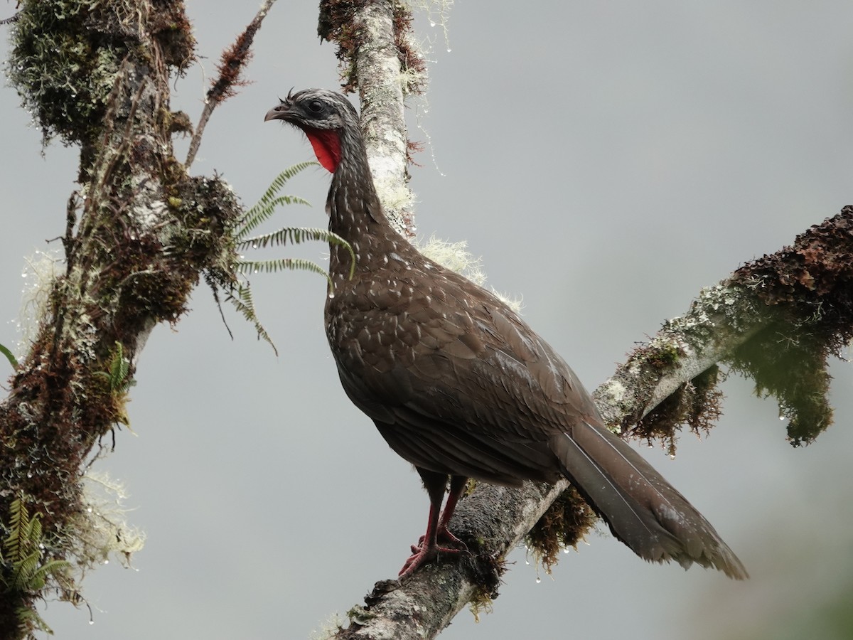 andeshokko - ML644354811