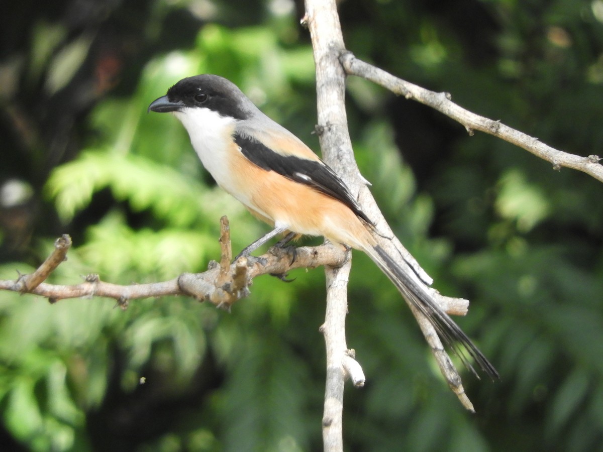 Long-tailed Shrike (bentet) - ML644354812