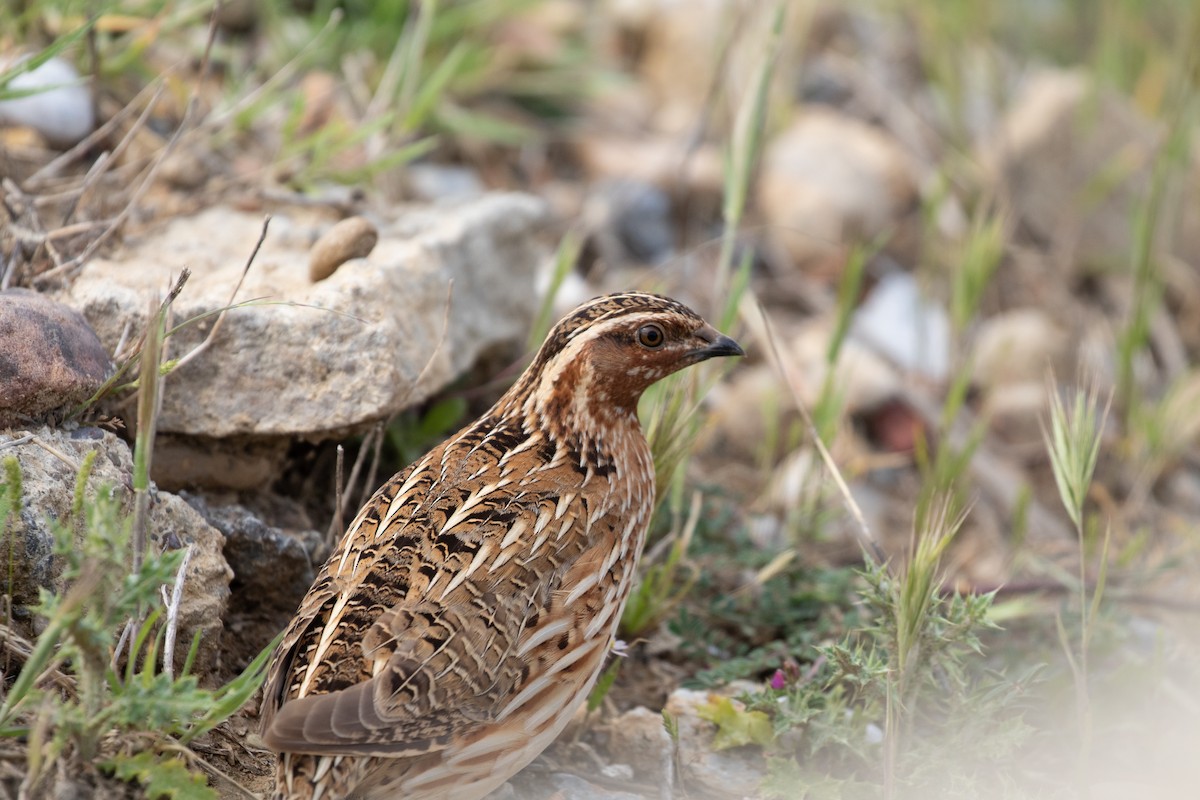 Common Quail - ML644354813