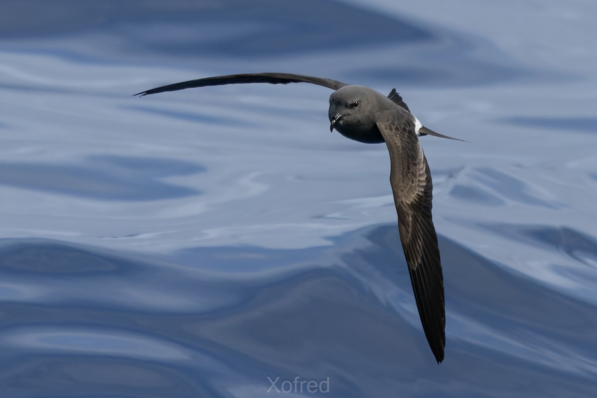 Leach's Storm-Petrel - ML644354814
