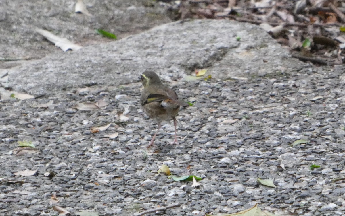 Yellow-throated Scrubwren - ML644354816