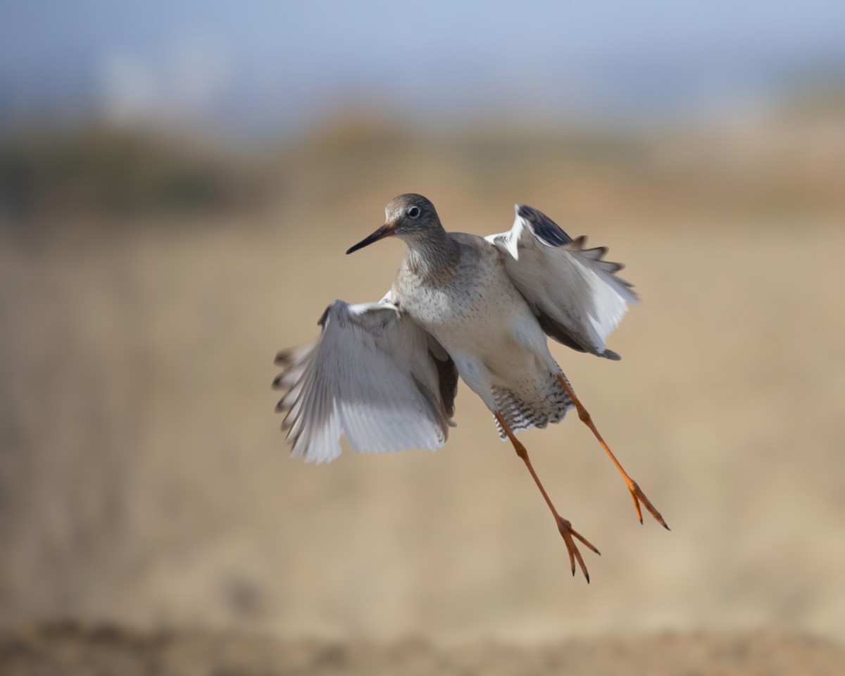 Common Redshank - ML644354817