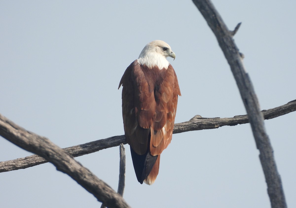 Brahminy Kite - ML644354827