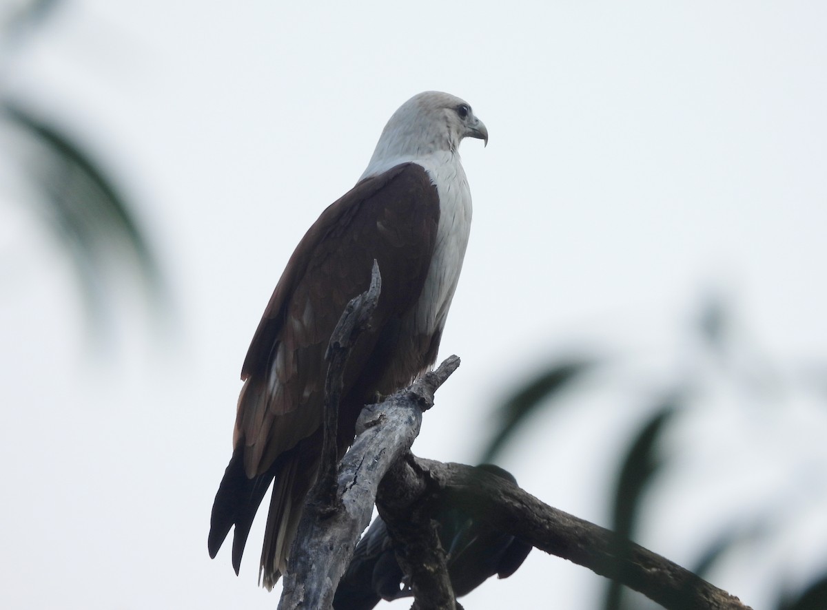 Brahminy Kite - ML644354828