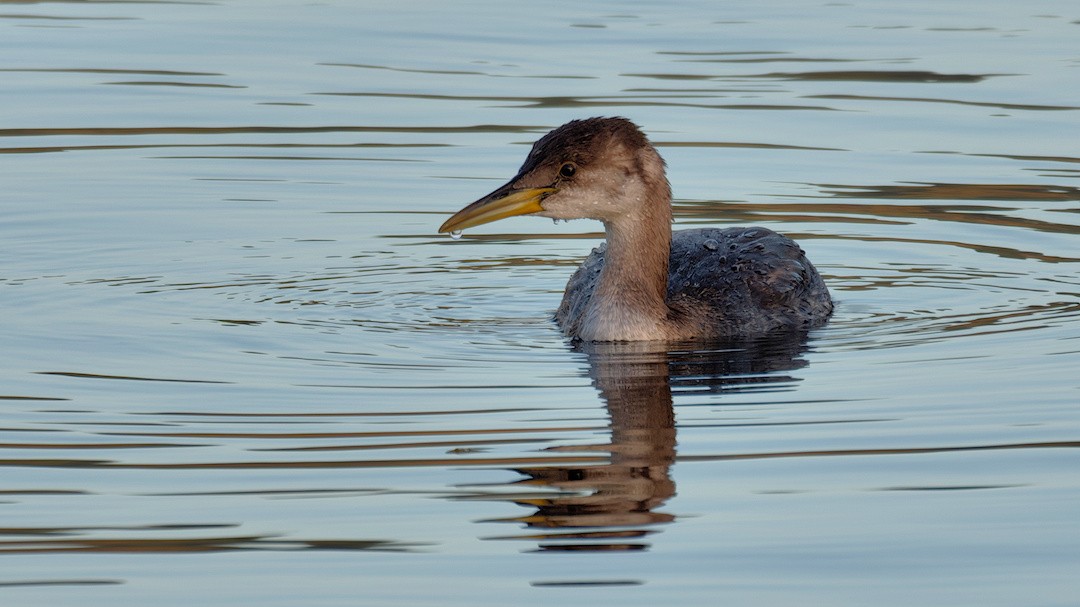 Red-necked Grebe - ML644354830