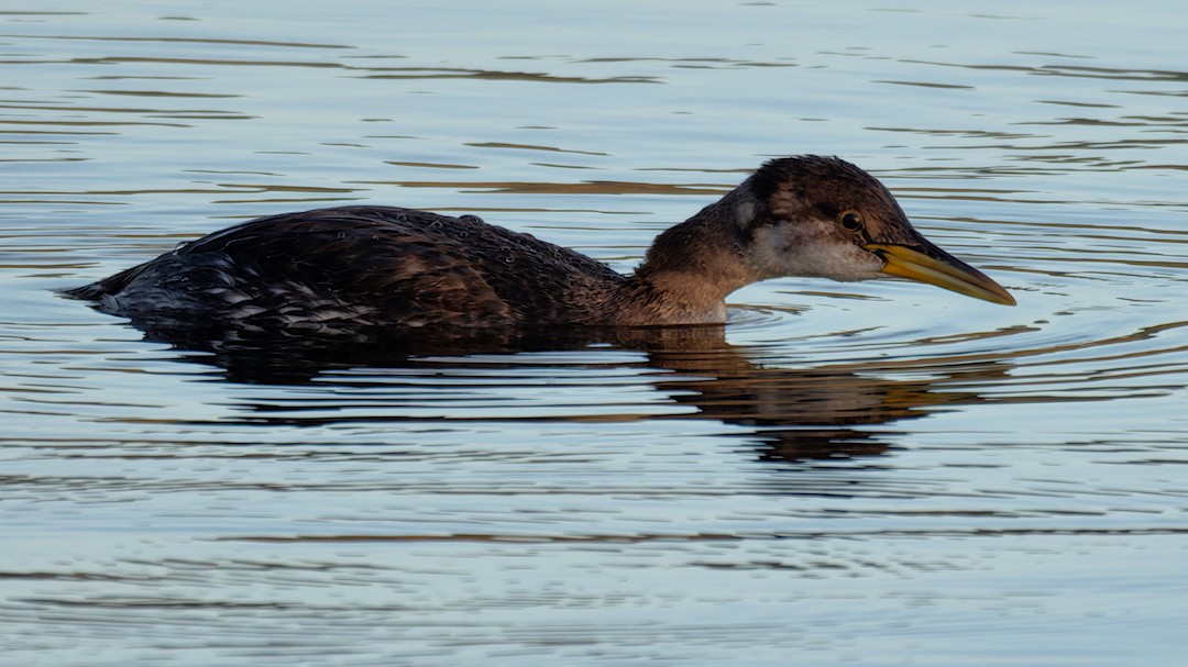 Red-necked Grebe - ML644354837