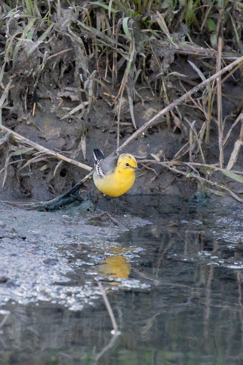 Citrine Wagtail - ML644354838