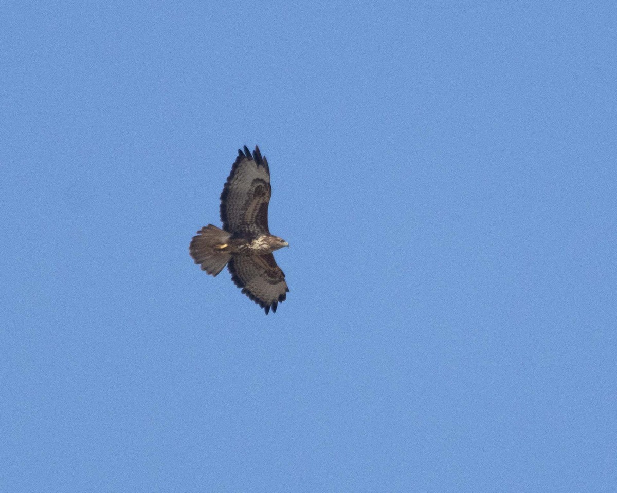 Common Buzzard - ML644354839