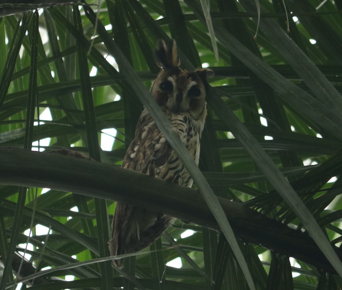 Striped Owl - ML644354840