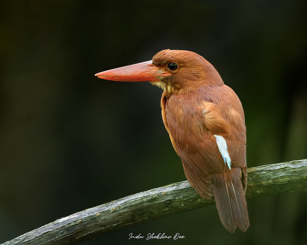 アカショウビン - ML644354853