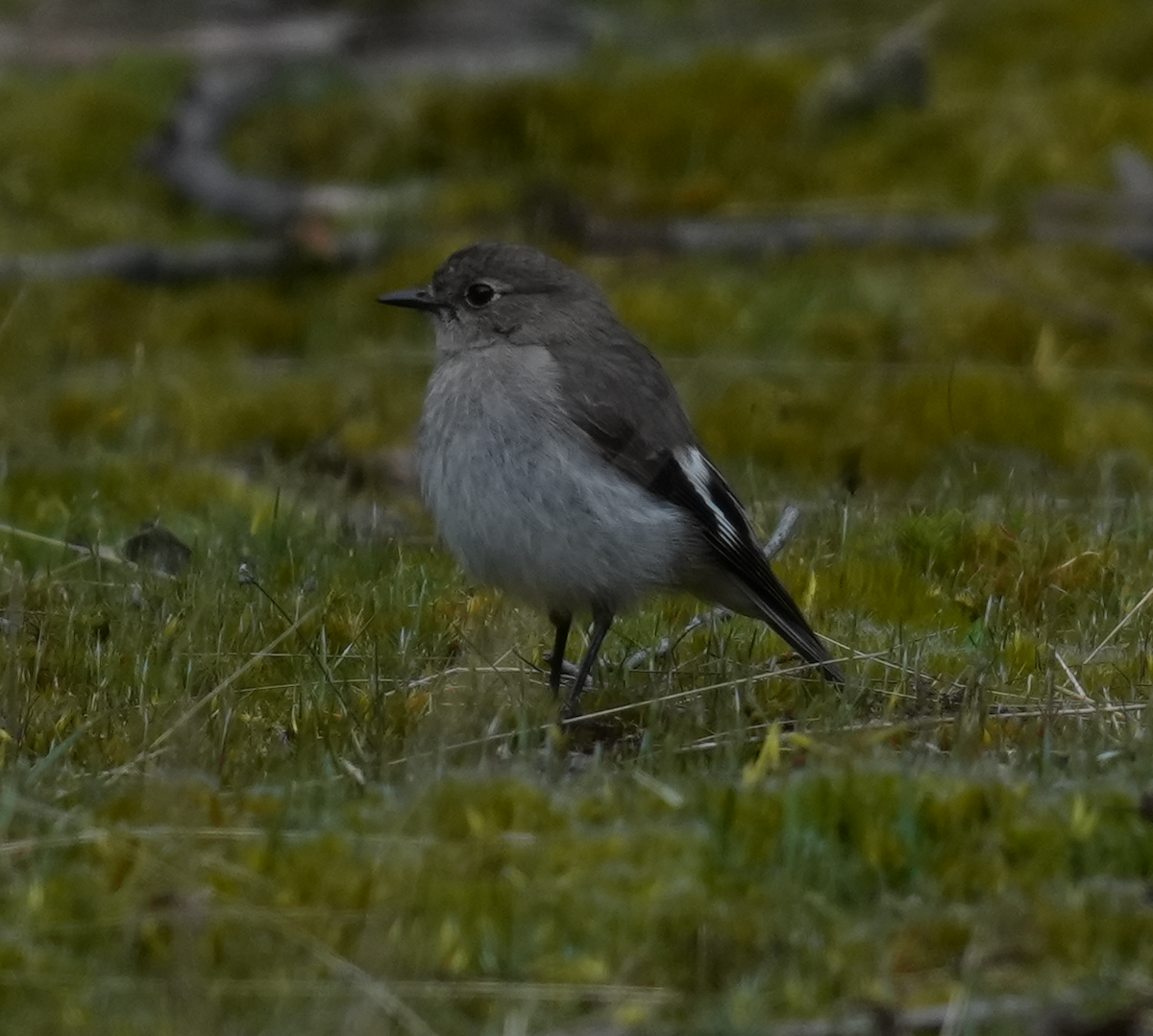 lejsčík ohnivý - ML644354868