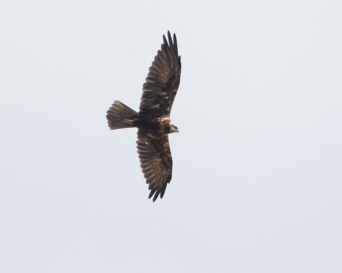 Western Marsh Harrier - ML644354871