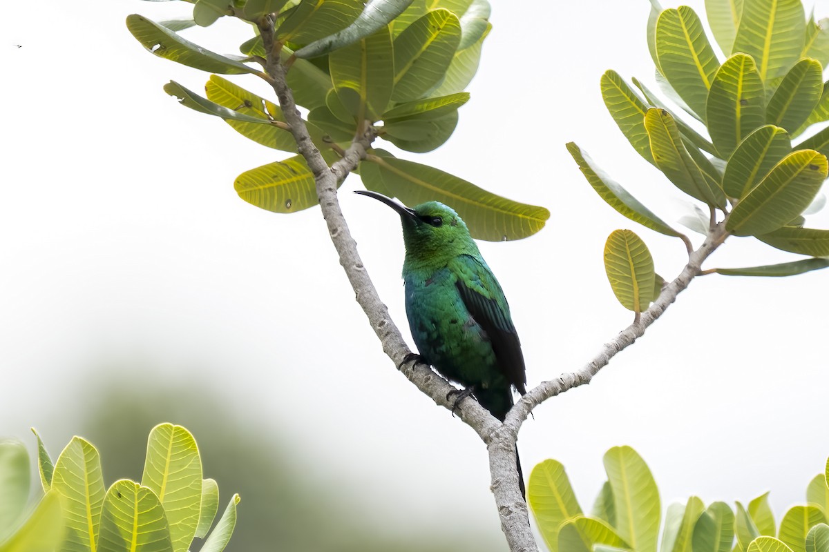 Malachite Sunbird - ML644354874