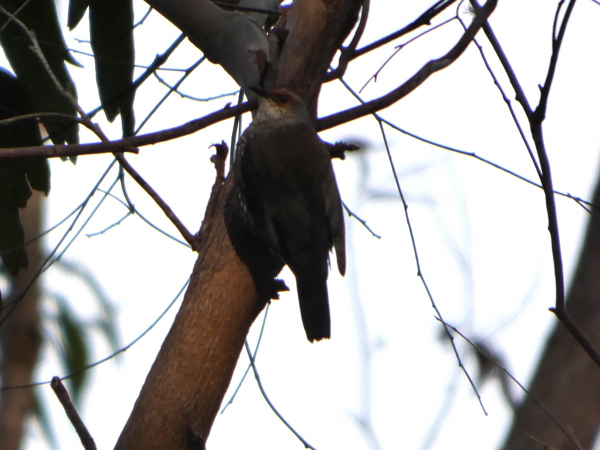 Red-browed Treecreeper - ML644354877