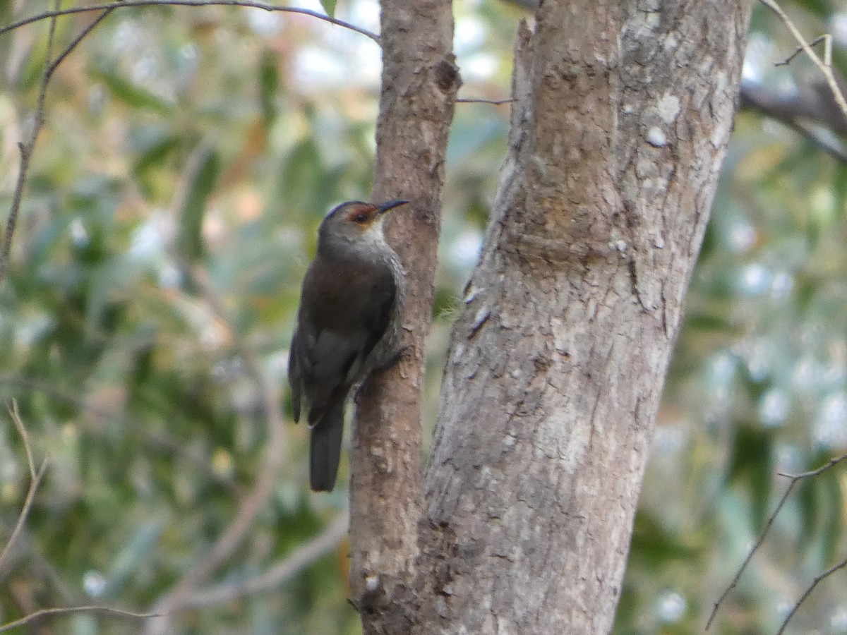 Red-browed Treecreeper - ML644354878