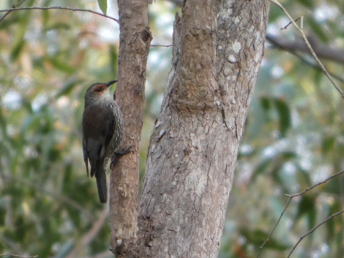 Red-browed Treecreeper - ML644354879
