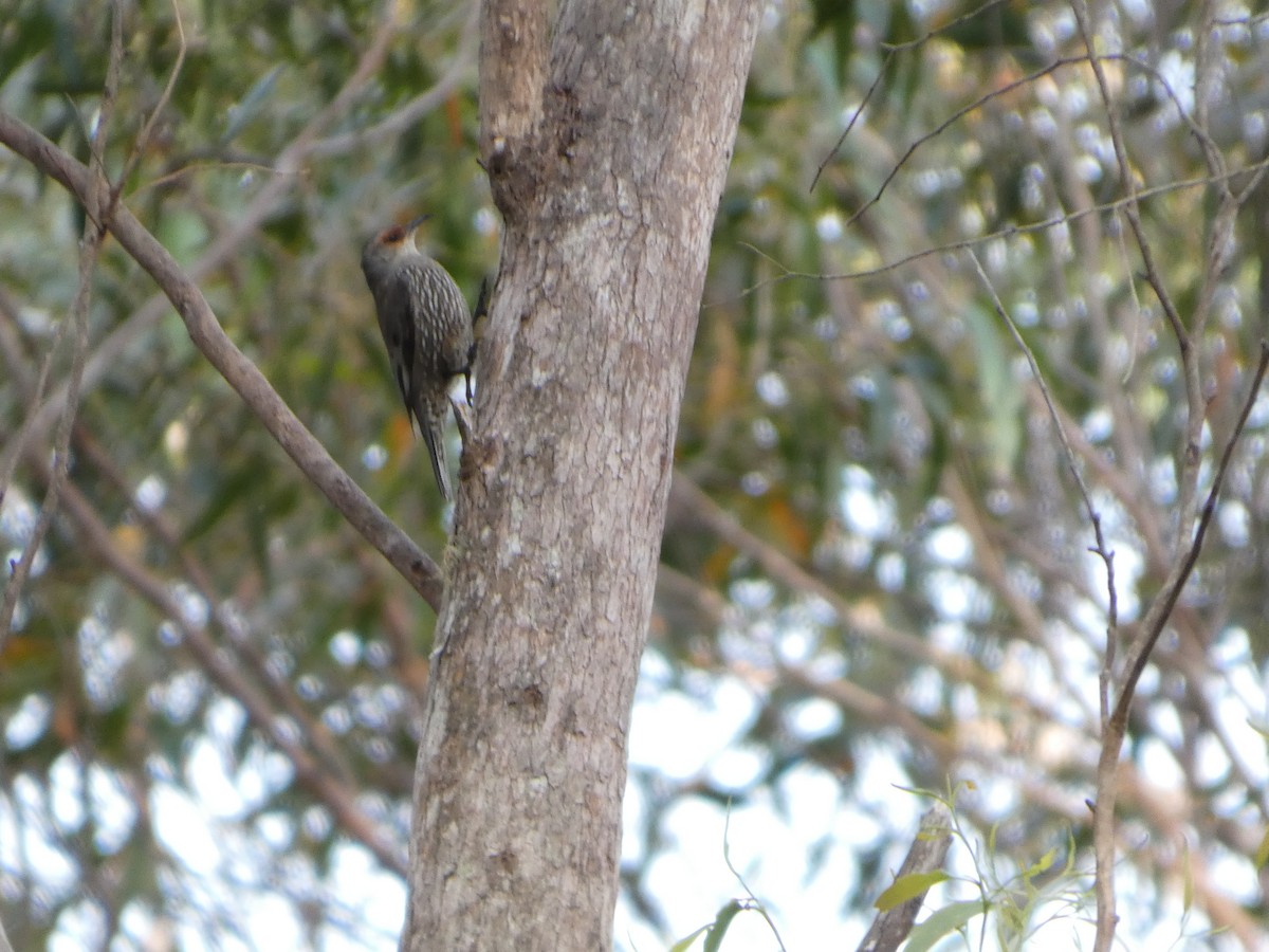 Red-browed Treecreeper - ML644354880
