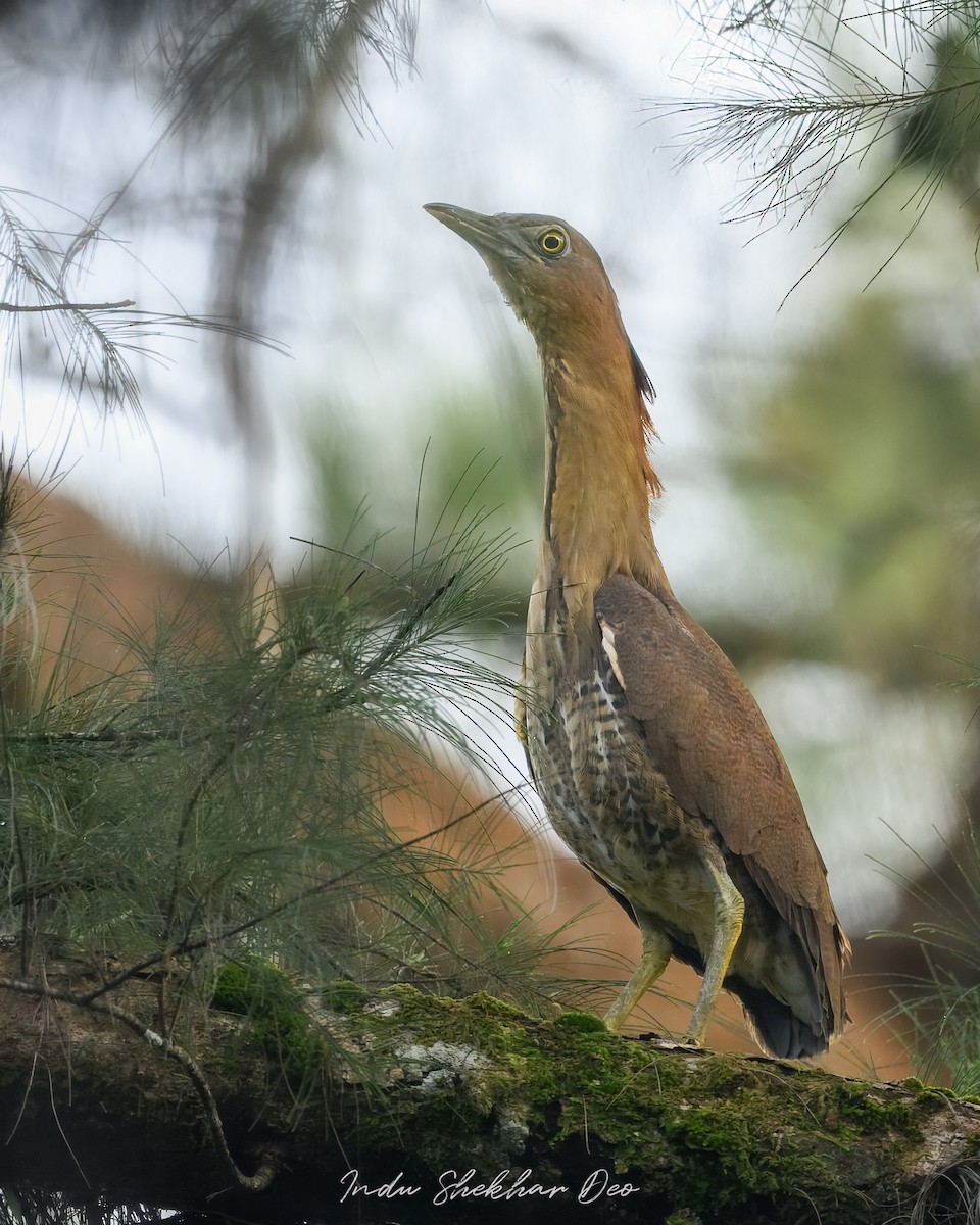 ズグロミゾゴイ - ML644354881