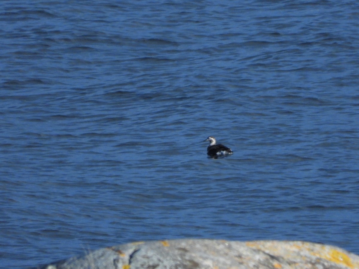 Long-tailed Duck - ML644354883
