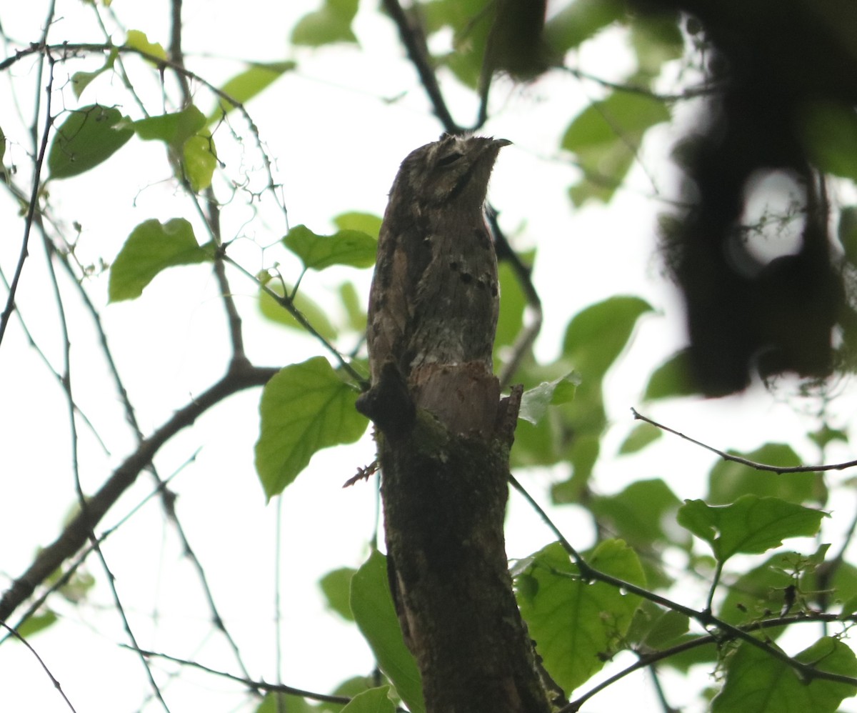 Ibijau gris - ML644354884