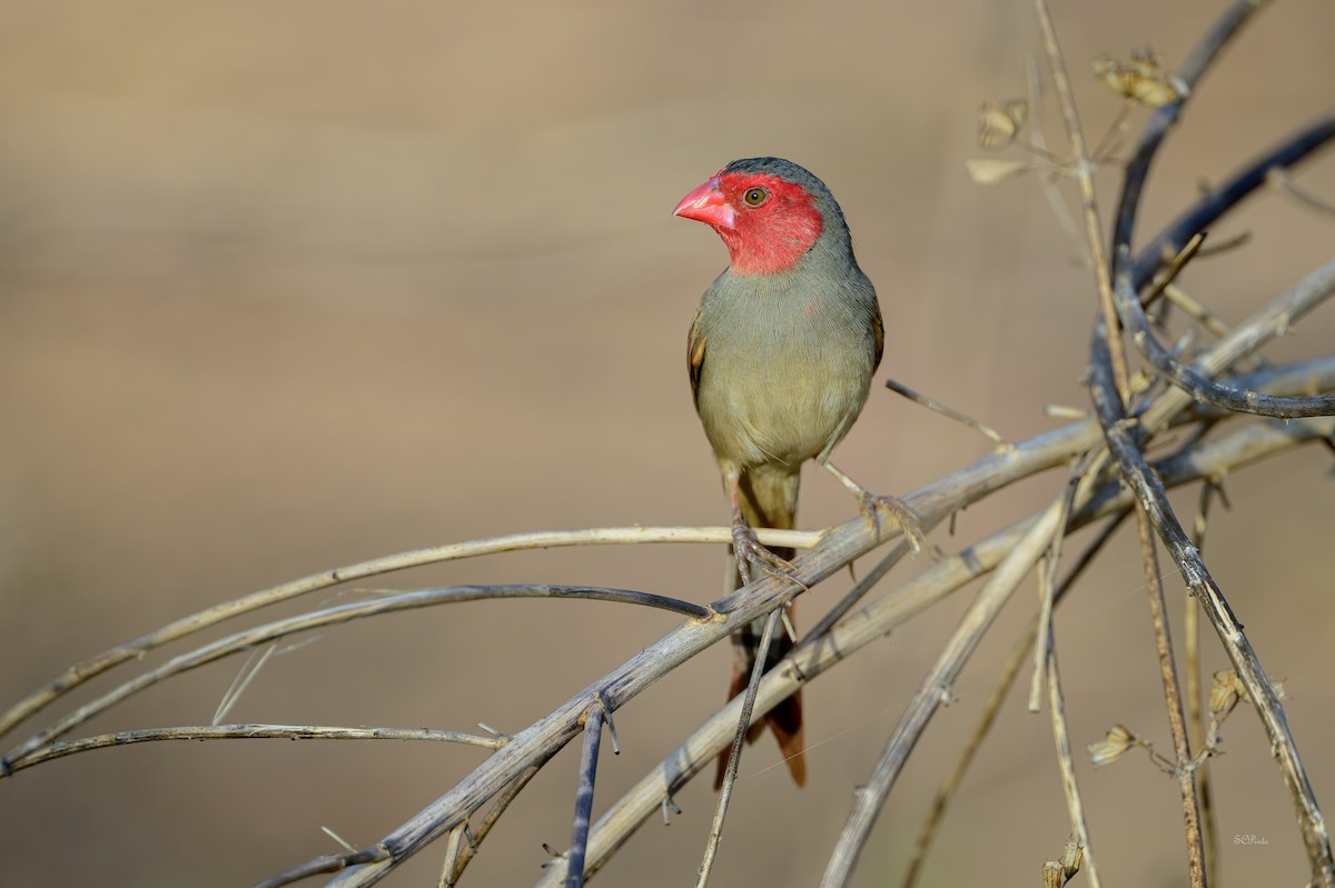 Crimson Finch (Black-bellied) - ML644354886