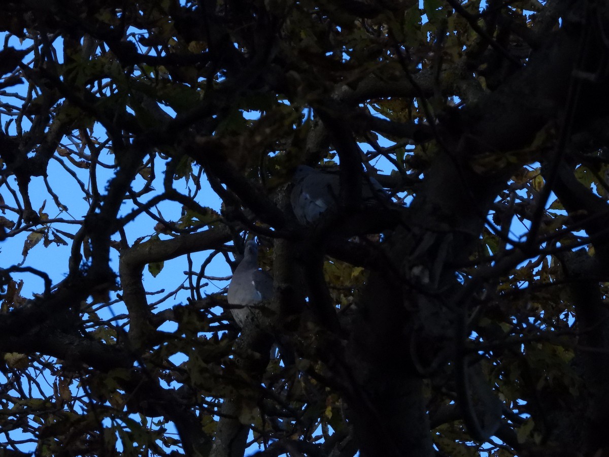 Ойн тагтаа - ML644354893