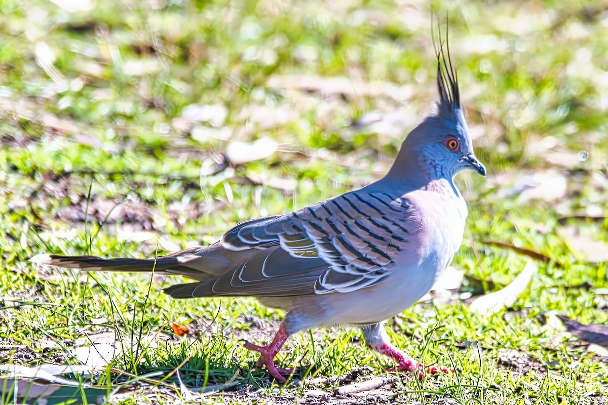Crested Pigeon - ML644354904
