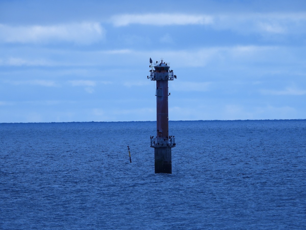 Тураг гогой - ML644354906