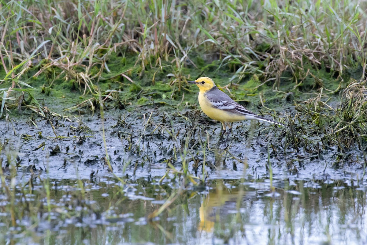 Citrine Wagtail - ML644354907