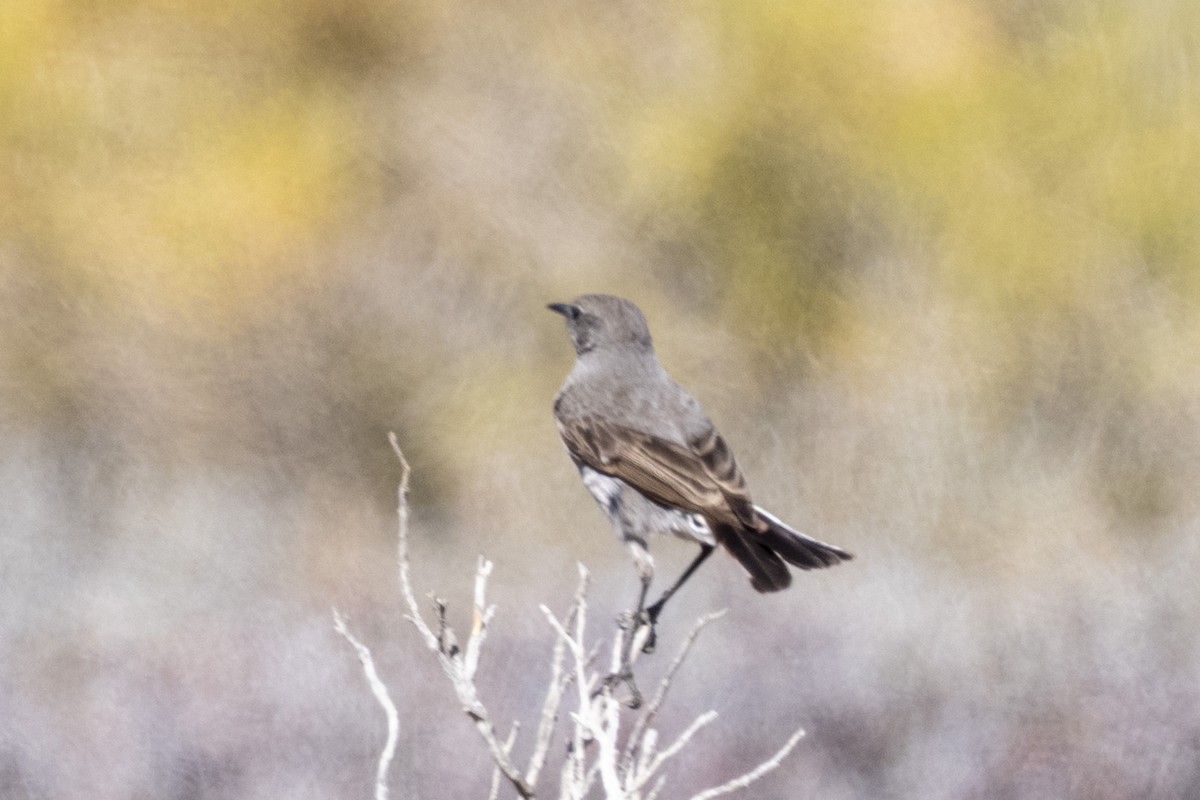 Karoo Chat - ML644354918