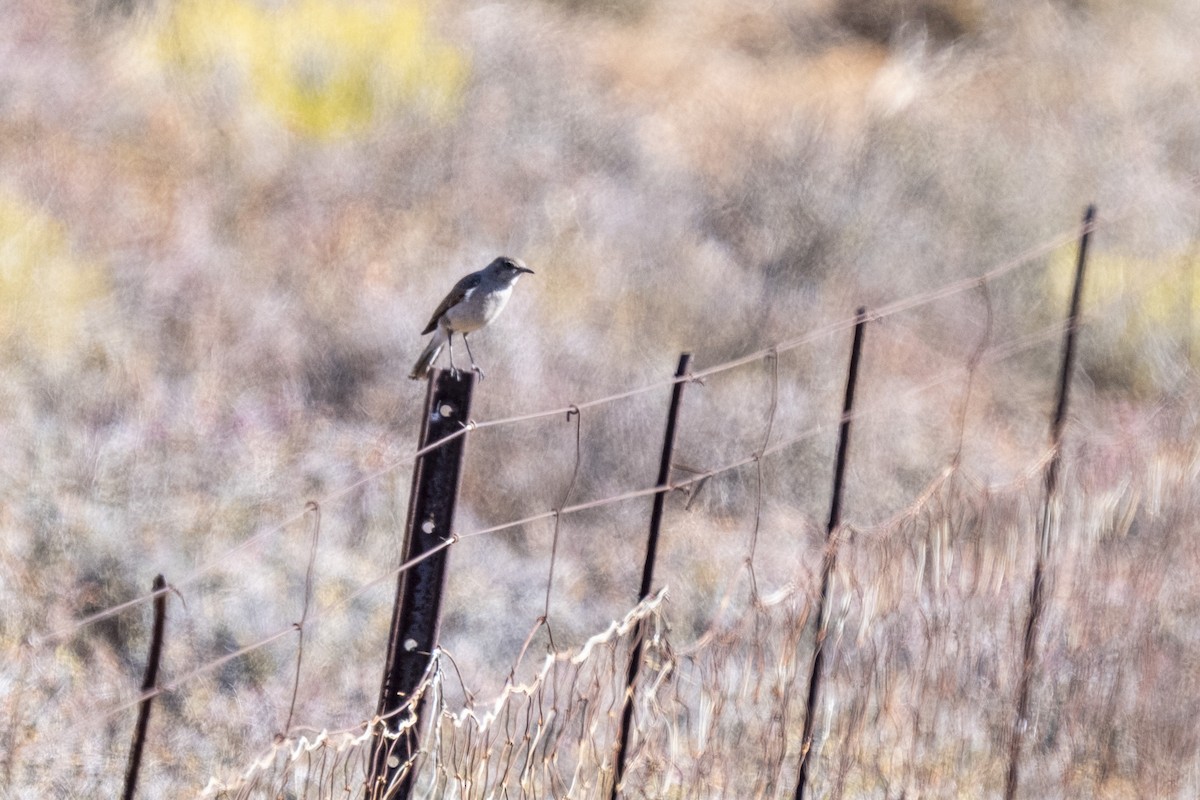 Karoo Chat - ML644354919